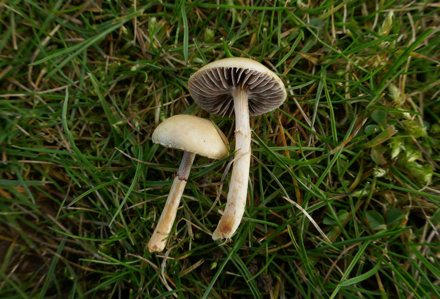 Photo by Jackie Ewan Protostropharia semiglobata by Jackie Ewan